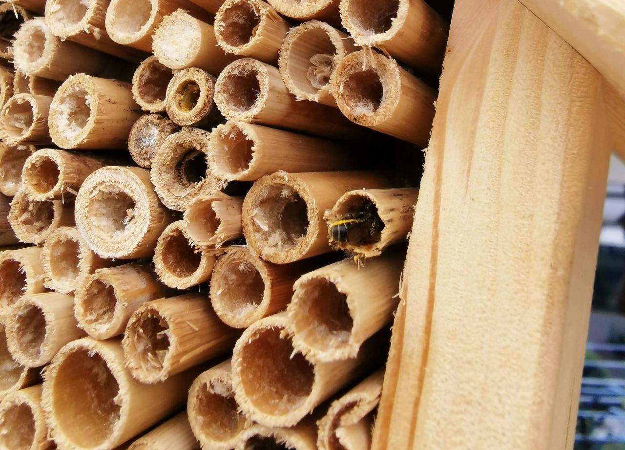 Personalisiertes Wildbienen Hotel aus Holz mit Laser Gravur