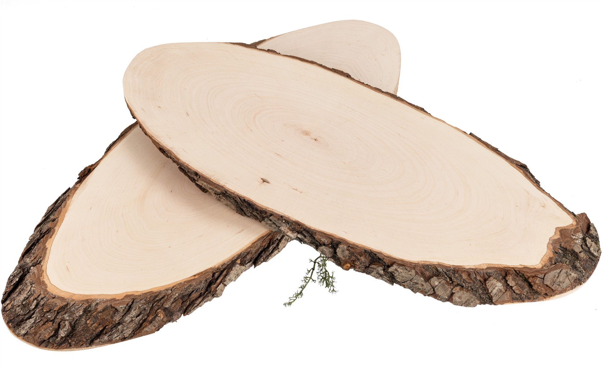 Baumscheibe oval aus FSC® Erlenholz ca. 40 – 46 x 2 cm | Rindenscheibe lackiert -