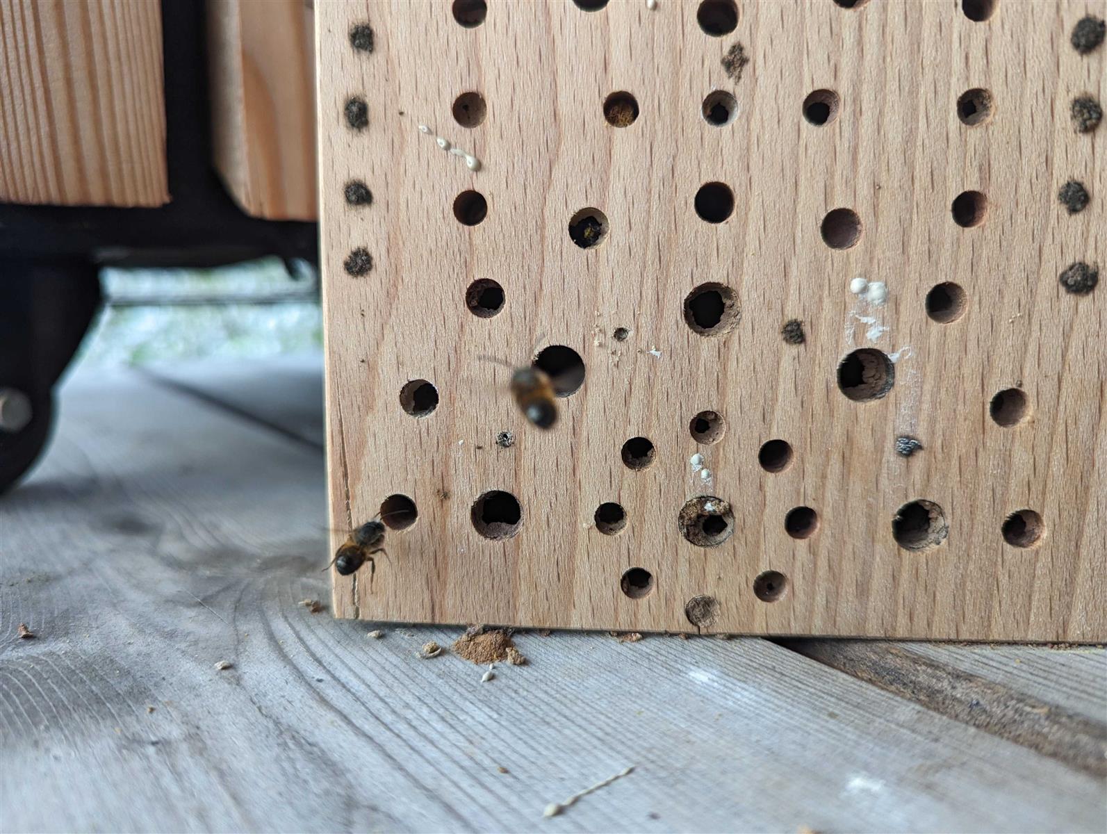 Massives Nistholz-Insektenhotel aus Ahornnholz - Wildbienen Hotel - 25 x 18 x 9 cm