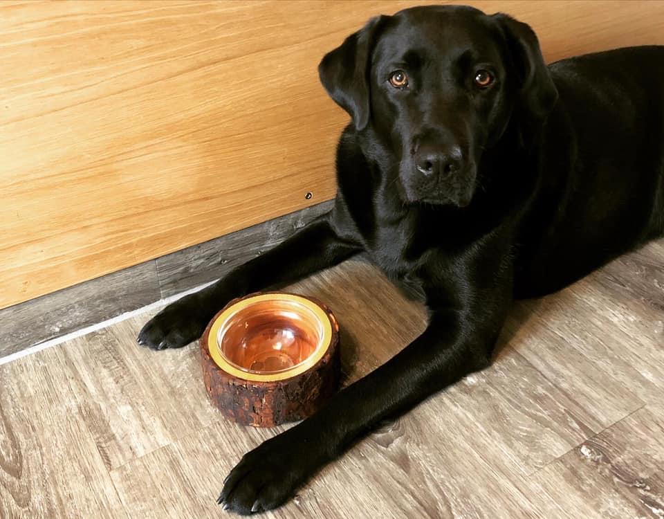 Handgefertigter Holz-Futternapf für Hund oder Katze mit Glaseinsatz