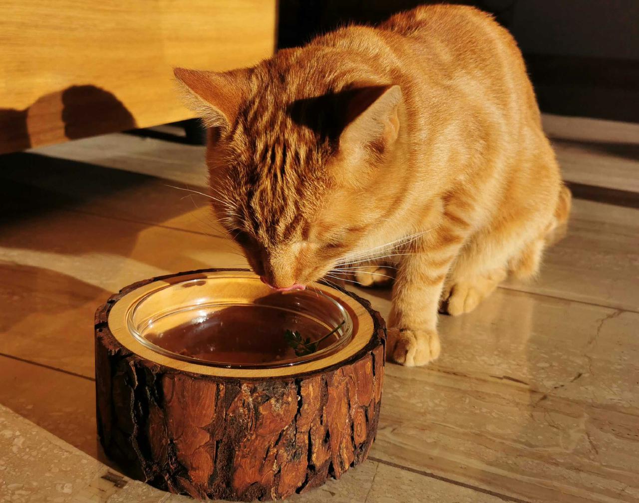 Handgefertigter Holz-Futternapf für Hund oder Katze mit Glaseinsatz