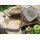Wasserdichte Edelstahl Lunchbox 1200ml mit Lärche geölt Holzbrett 5mm